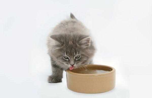 Котенок должен питаться как минимум 6 раз в день