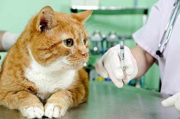 Необходимо отвезти кошку в ветеринарную лечебницу и показать ее ветеринару