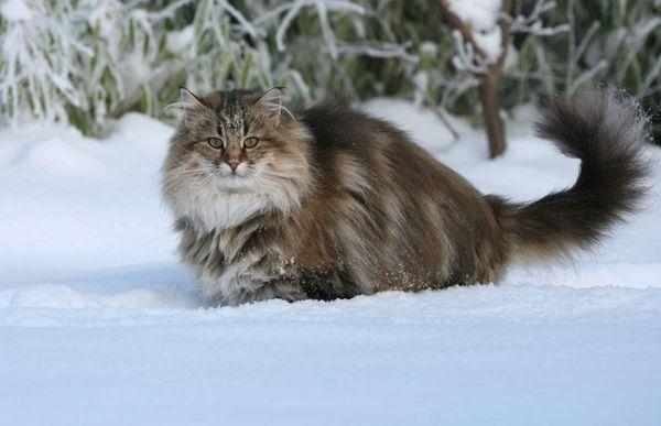 Норвежский лесной кот обладают массивным туловищем Норвежский лесной кот обладают массивным туловищем
