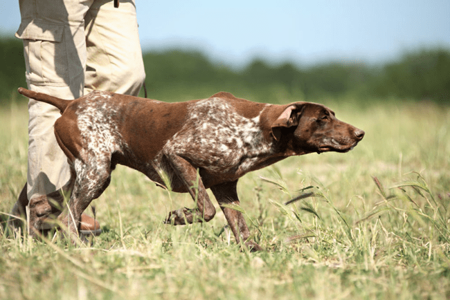 Охотничьи собаки обладают выносливостью и послушанием