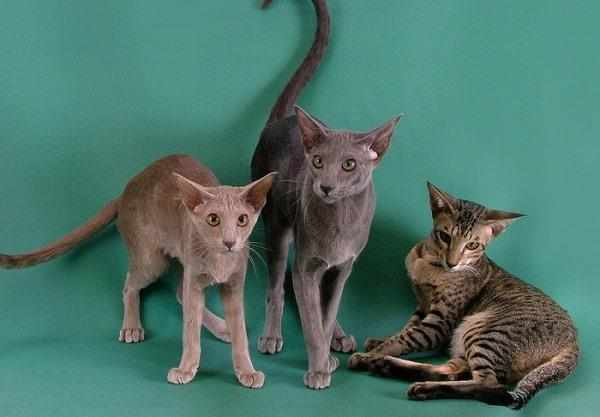 Кошки породы ориентал могут иметь разные окрасы