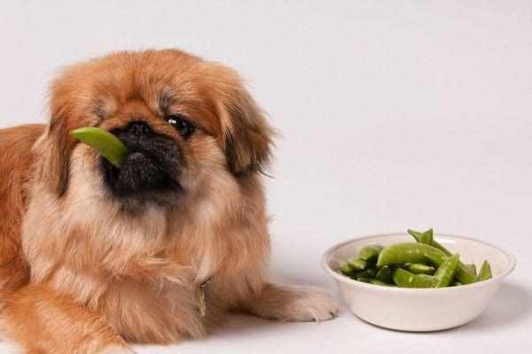 Собачки склонны привередничать в еде