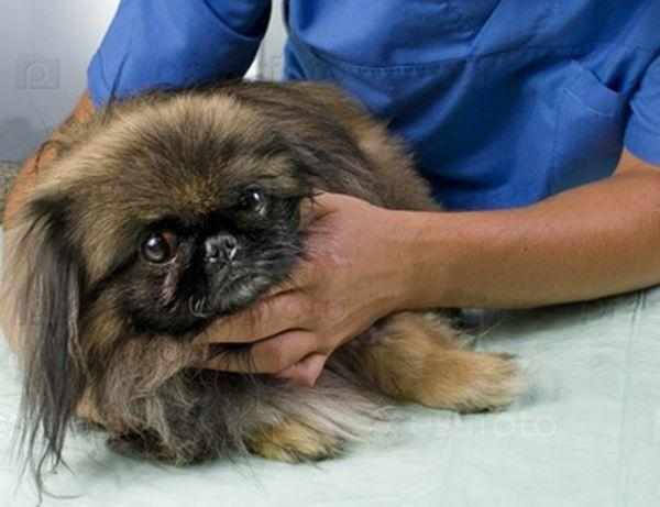 Оптимально показывать пса ветеринару 1 раз каждые 6 месяцев