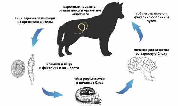 Жизненный цикл паразитов в организме собаки