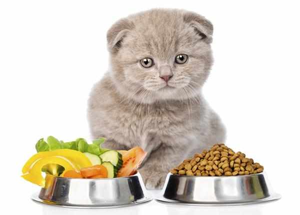 Грамотный подбор корма для кошек - залог полноценного развития