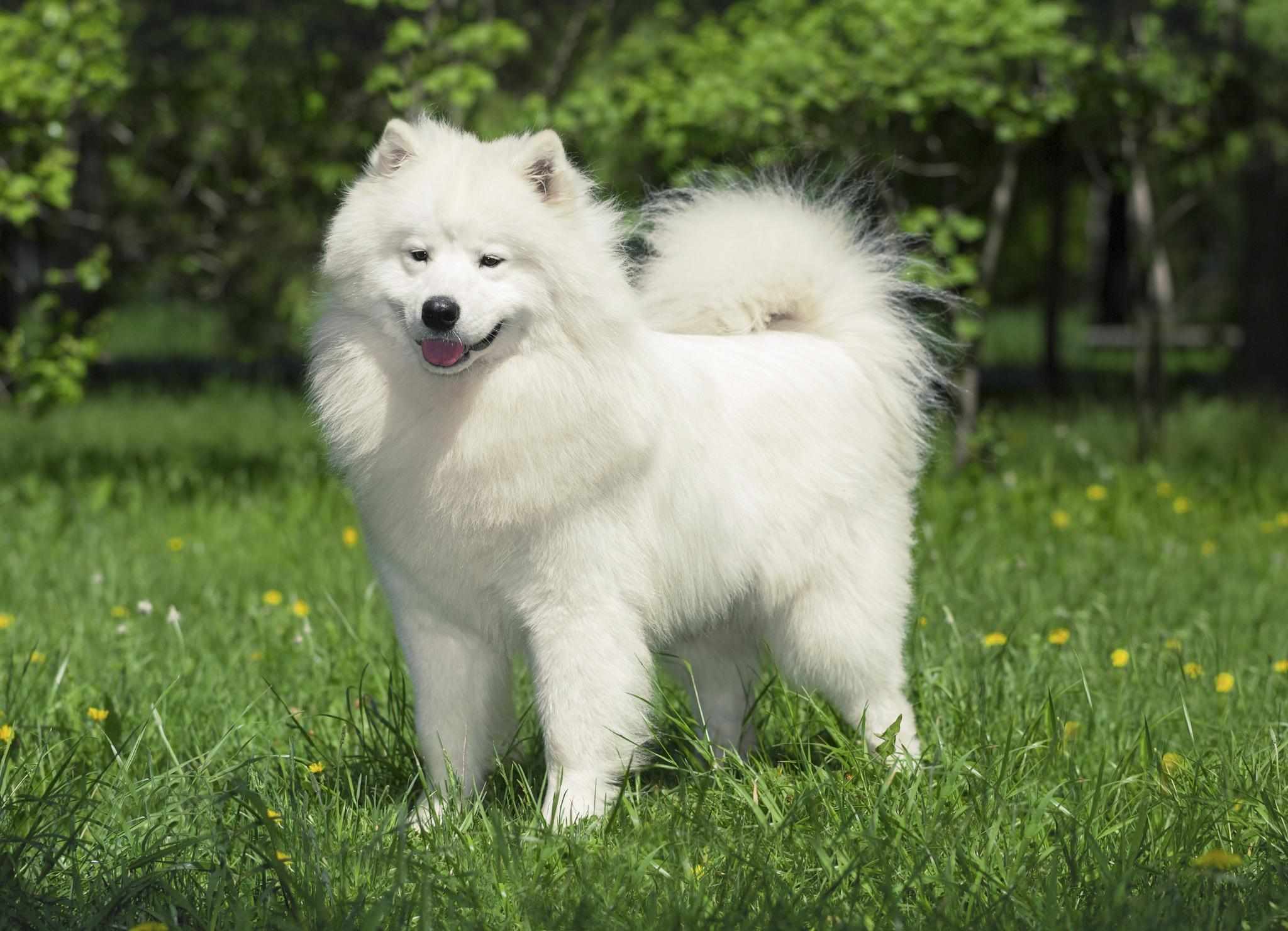 Самоедская собака обладает густой снежно-белой шерстью