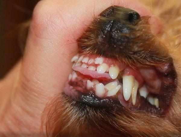 Померанский шпиц всегда имеет проблемы со сменой зубов