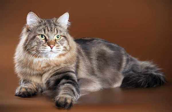 Предком сибирской кошки является манул