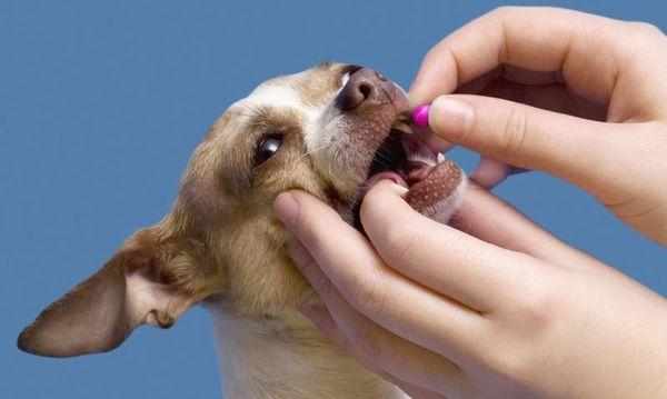 Аллергию у собак лечат таблетками