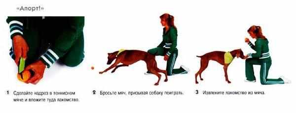 Команда собаке Апорт! Команда собаке Апорт!