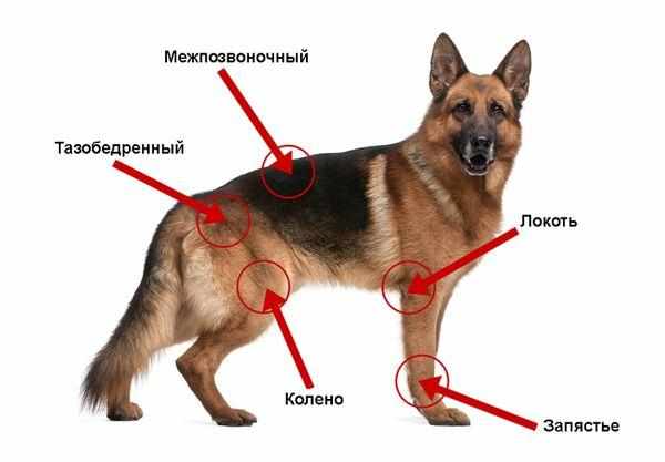Какие суставы пса подвержены артриту