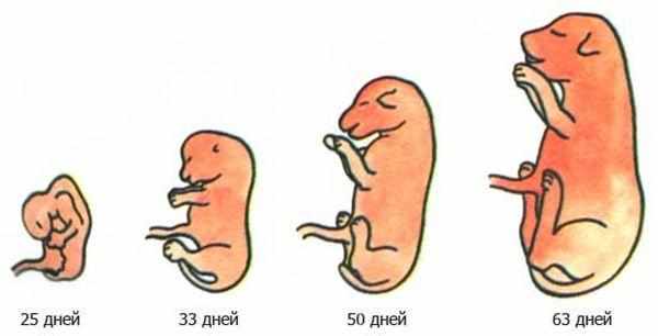Развитие эмбриона собаки