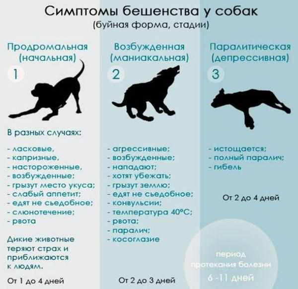 Симптомы бешенства у собак Симптомы бешенства у собак