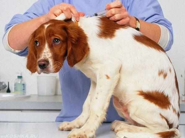 Лечение блошиного дерматита у собаки