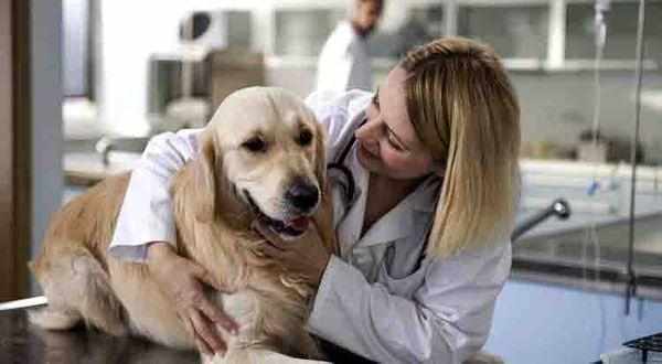 Хронический гастрит у собак встречается чаще