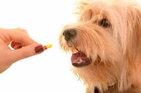 Лечение собаки назначает ветеринар