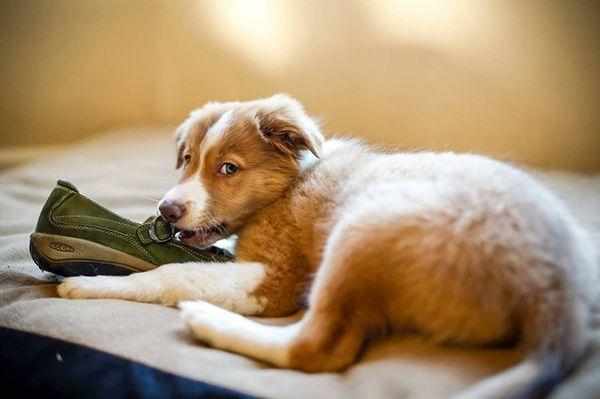 Собаки могут грызть вещи при авитаминозе