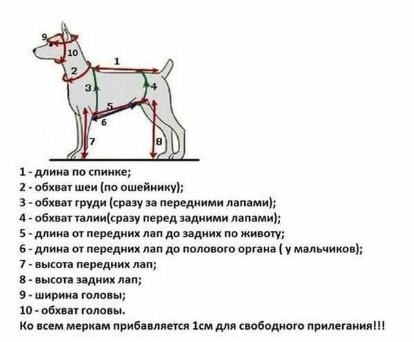 Как снять мерки с собаки Как снять мерки с собаки