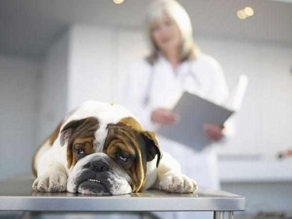 При поносе с кровью у пса срочно обратитесь к ветеринару