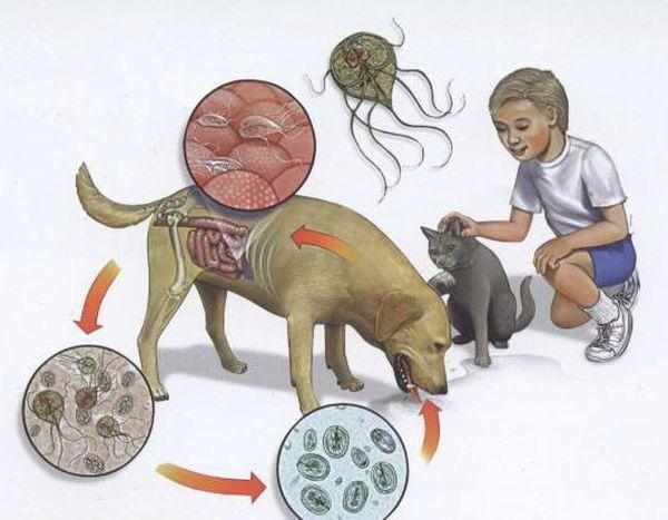 Как лямблия попадает в организм животного