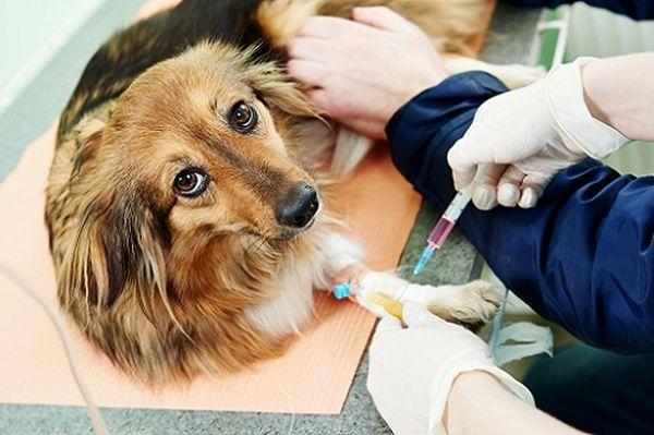 Лечение лямблиоза назначает ветеринар