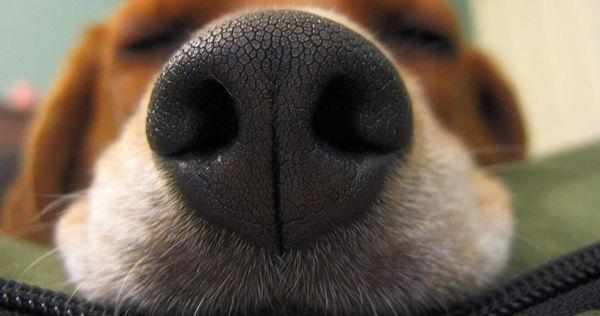 Нос собаки практически всегда влажный и прохладный
