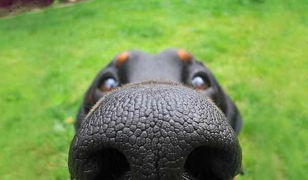 Если нос собаки постоянно сухой, покажите пса ветеринару