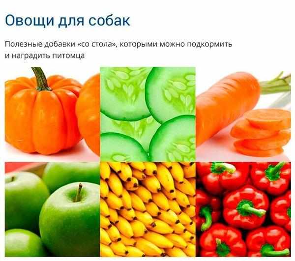 Полезные овощи и фрукты для собаки Полезные овощи и фрукты для собаки