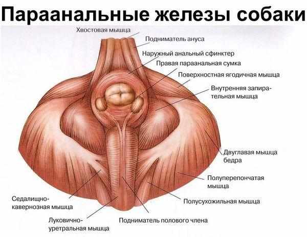 Параанальные железы собаки Параанальные железы собаки