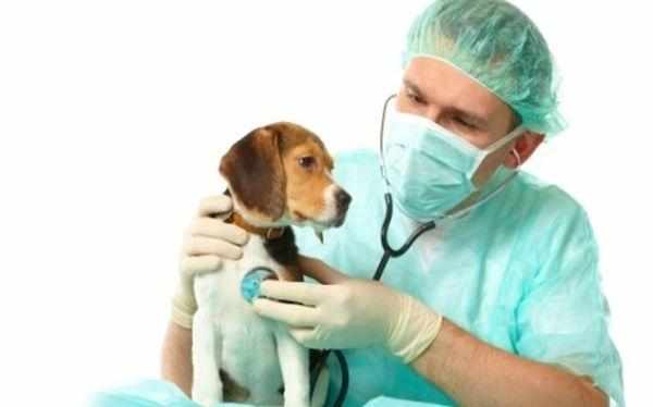 Воспаление легких у собак также называют пневмония