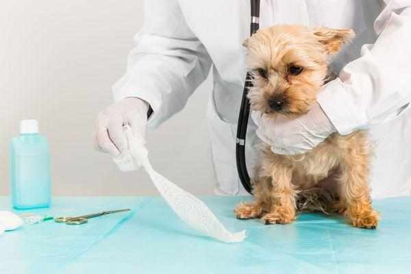 Обработка и лечение ран собаки