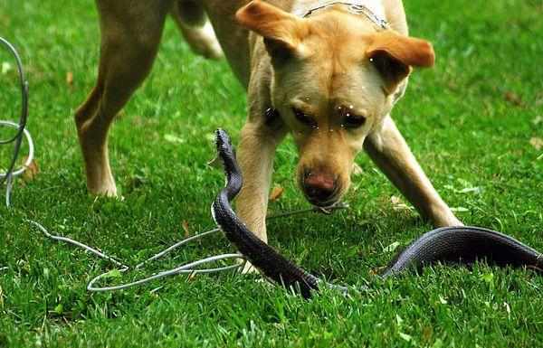 При укусе собаки змеей обязательно отвезите ее ветеринару