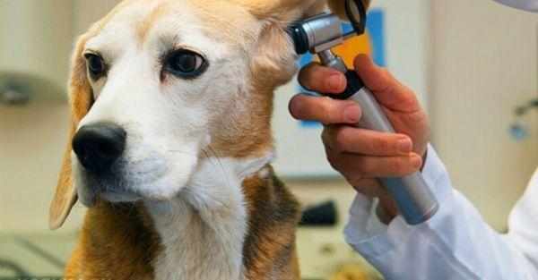 При бактериальных инфекциях пес может потерять слух