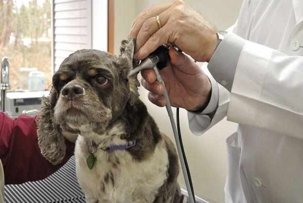Иммунные болезни могут лишить собаку слуха