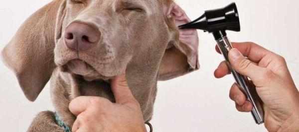 При ушных заболеваниях собаки трясут ушами