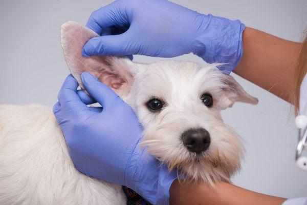 Ветеринар проведет осмотр ушей и поставит диагноз