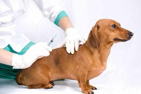 Вакцинация собак во всем мире является обязательной процедурой