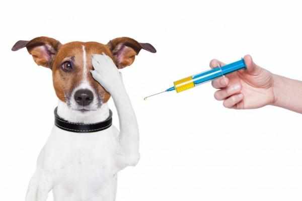 Запрещено делать прививку больной, ослабленной и истощенной собаке
