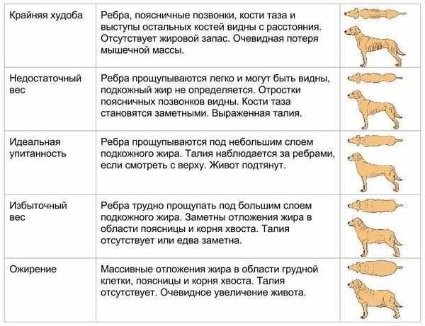 Масса тела питомца напрямую отражает состояние его здоровья Масса тела питомца напрямую отражает состояние его здоровья