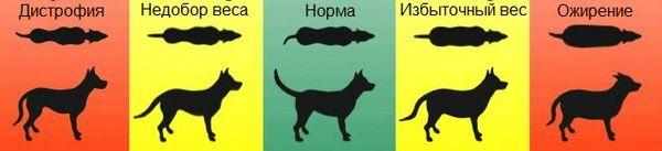 Как должна выглядеть собака с нормальным весом Как должна выглядеть собака с нормальным весом