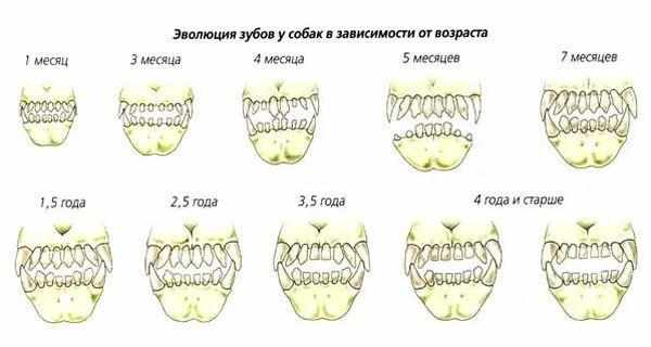 Время и процесс смены зубов собаки