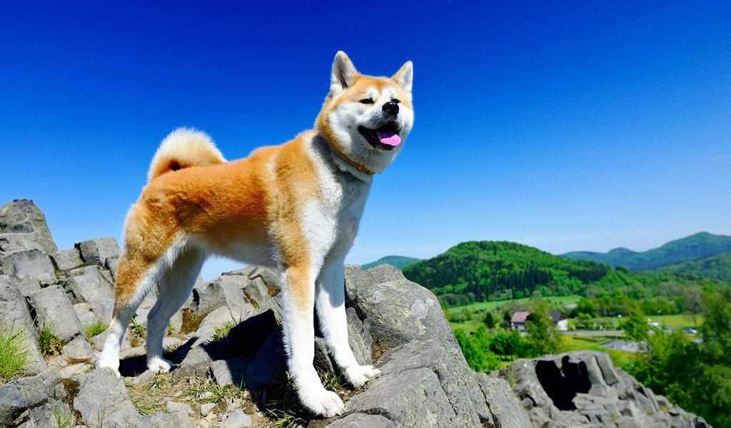 Японская порода собак акита-ину