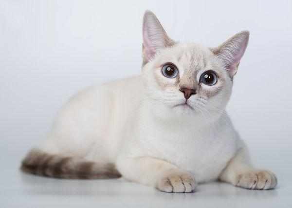Тайская порода кошки