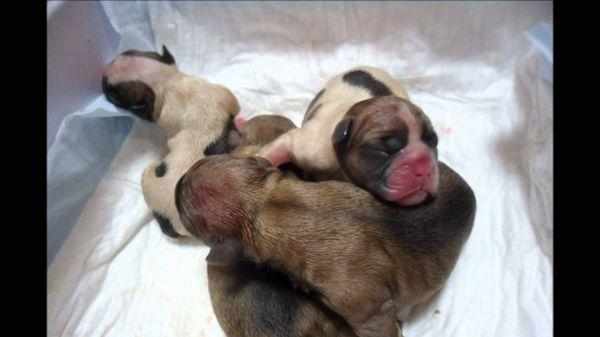 Новорожденные щенки французского бульдога