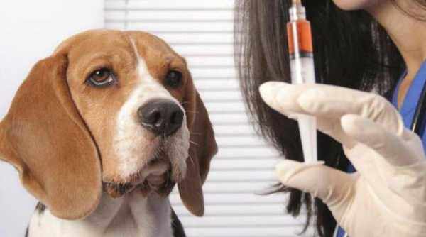 Химический метод стерилизации собаки