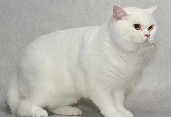 Белые британские коты очень редкий тип