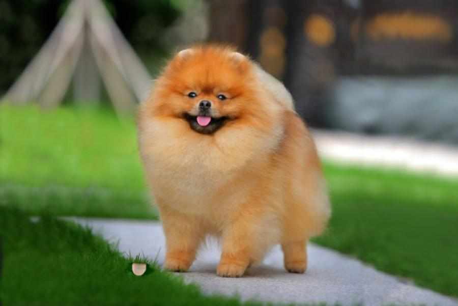 Цвергшпиц – самая маленькая собака среди декоративных пород