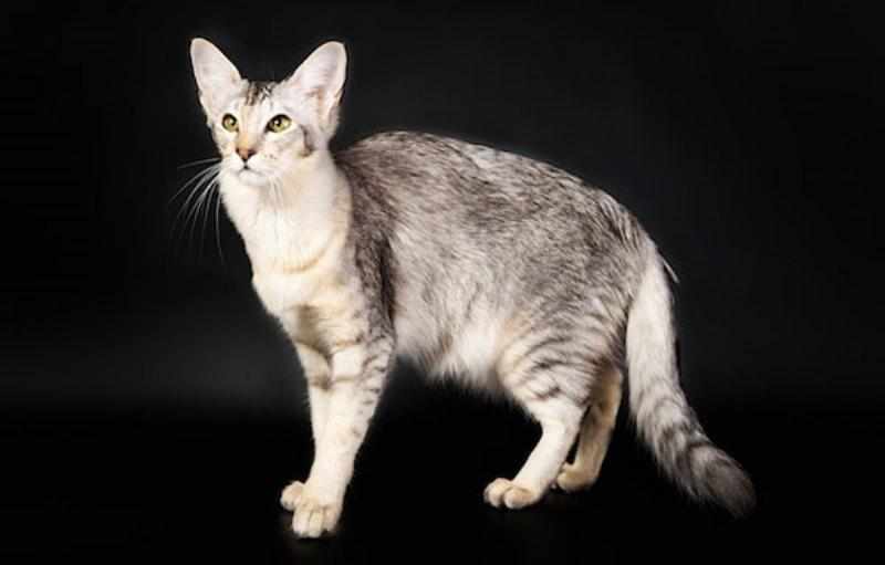 Яванез, она же яванская кошка средних размеров