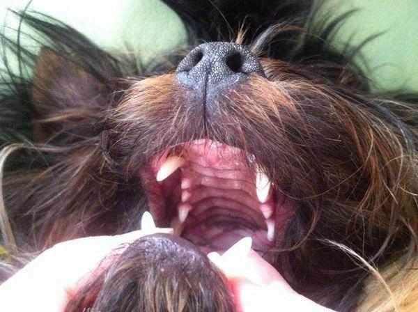 О возрасте пса говорит состояние зубов
