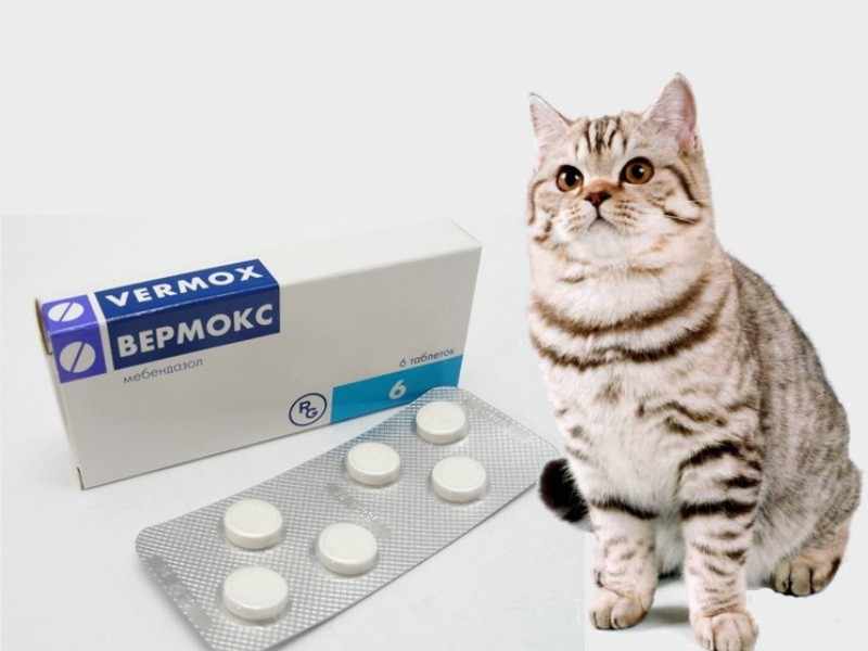Какие таблетки можно давать котам. Вермокс от глистов для человека. Таблетки от глистов вермокс. Вермокс коту дозировка таблетки. Вермокс для кошек.